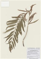 藏品(粗齒革葉紫萁)的圖片